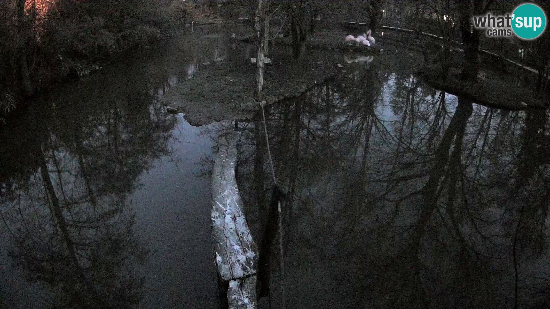 Navadni vari u živo – Ljubljana zoo