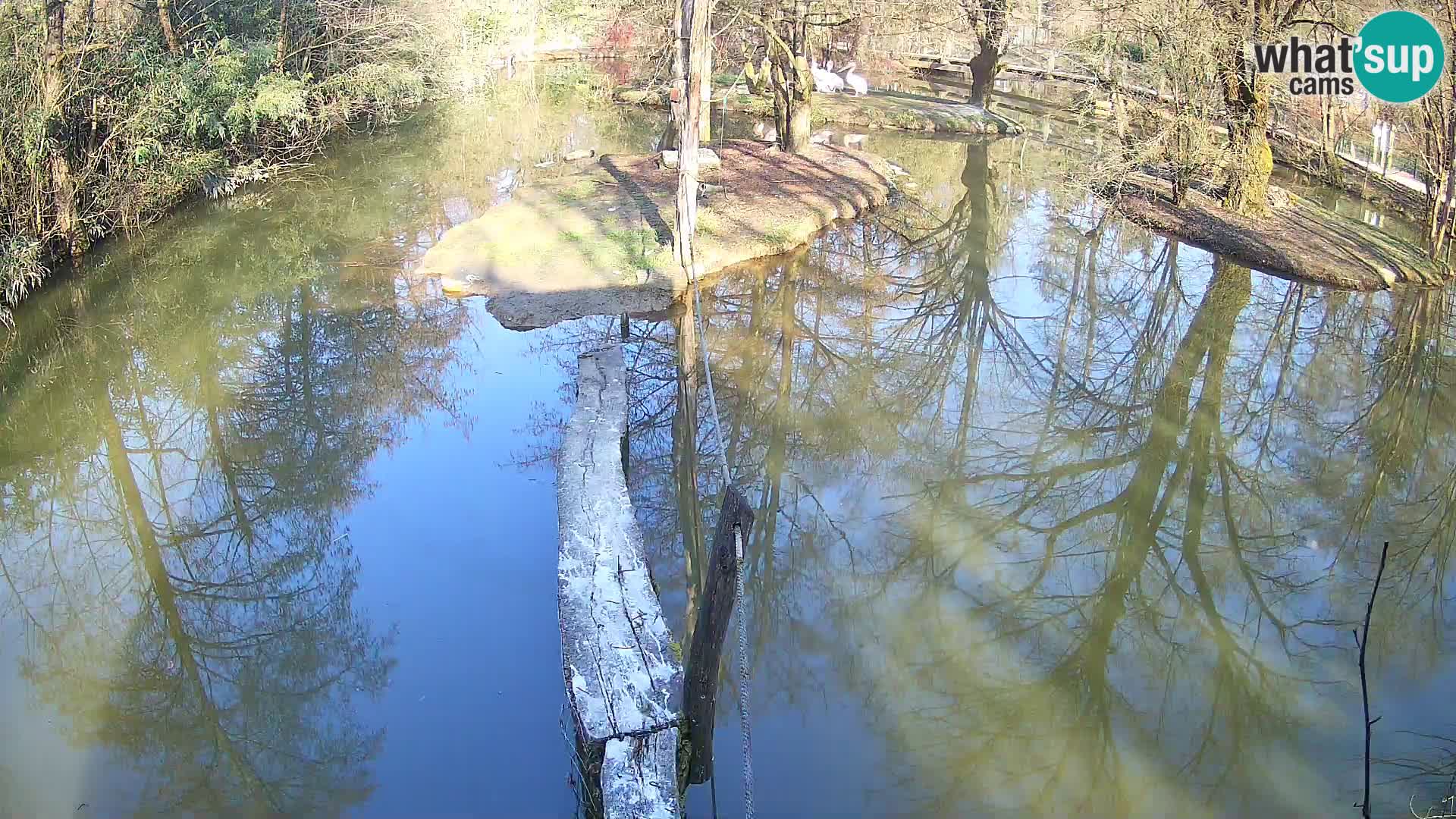 Navadni vari u živo – Ljubljana zoo
