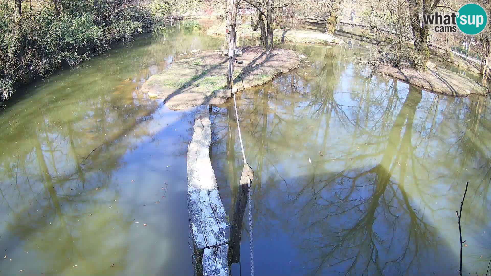 Navadni vari u živo – Ljubljana zoo