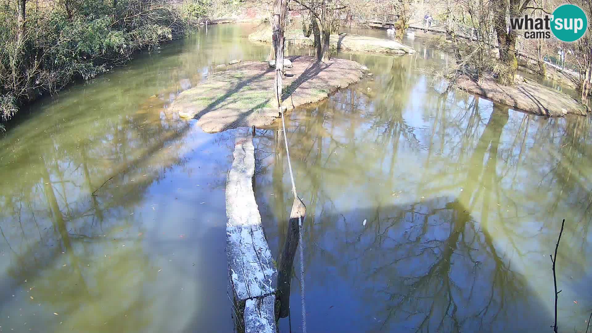 Vari noir et blanc – Ljubljana ZOO  livecam