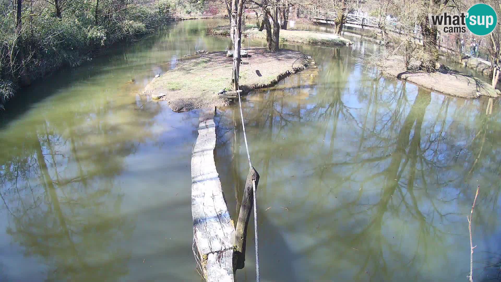 Black and white ruffed lemur Ljubljana Zoo live cam