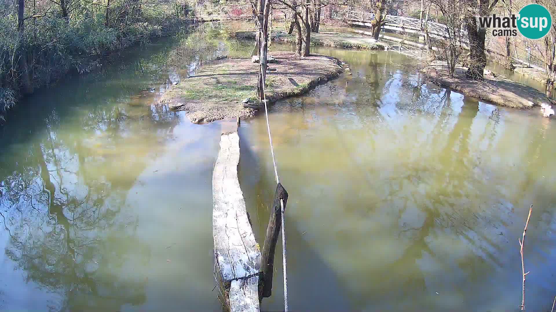 Black and white ruffed lemur Ljubljana Zoo live cam