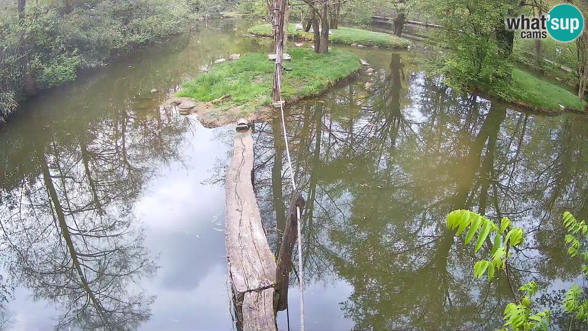 Schwarzweiße Vari Zoo Ljubljana webcam