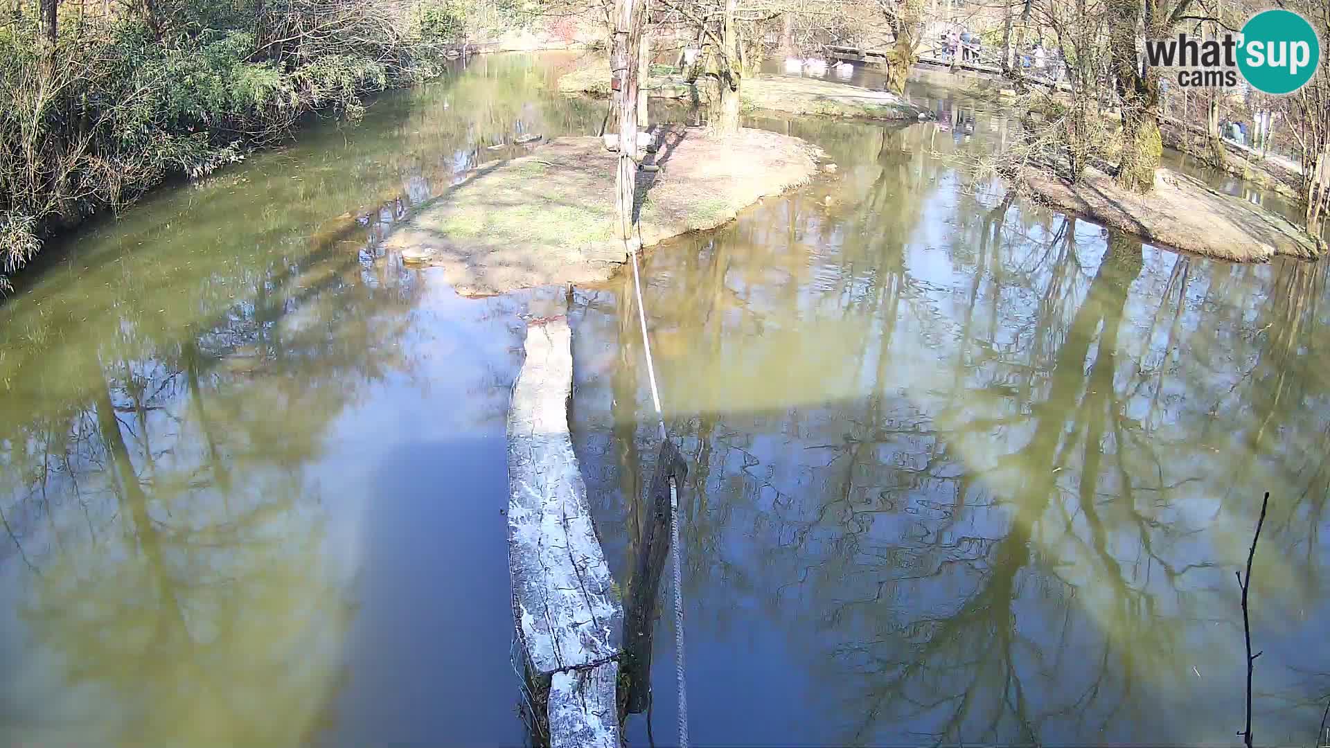 Vari noir et blanc – Ljubljana ZOO  livecam