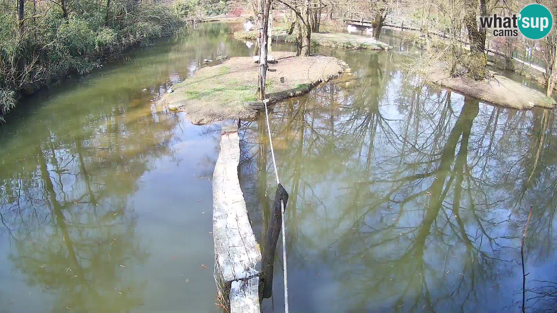 Vari bianconero Zoo Ljubljana webcam