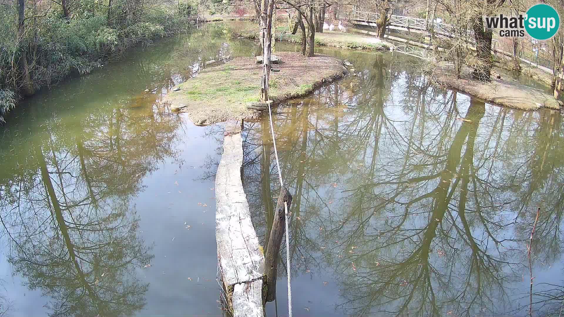 Navadni vari v živo – Ljubljana živalski vrt