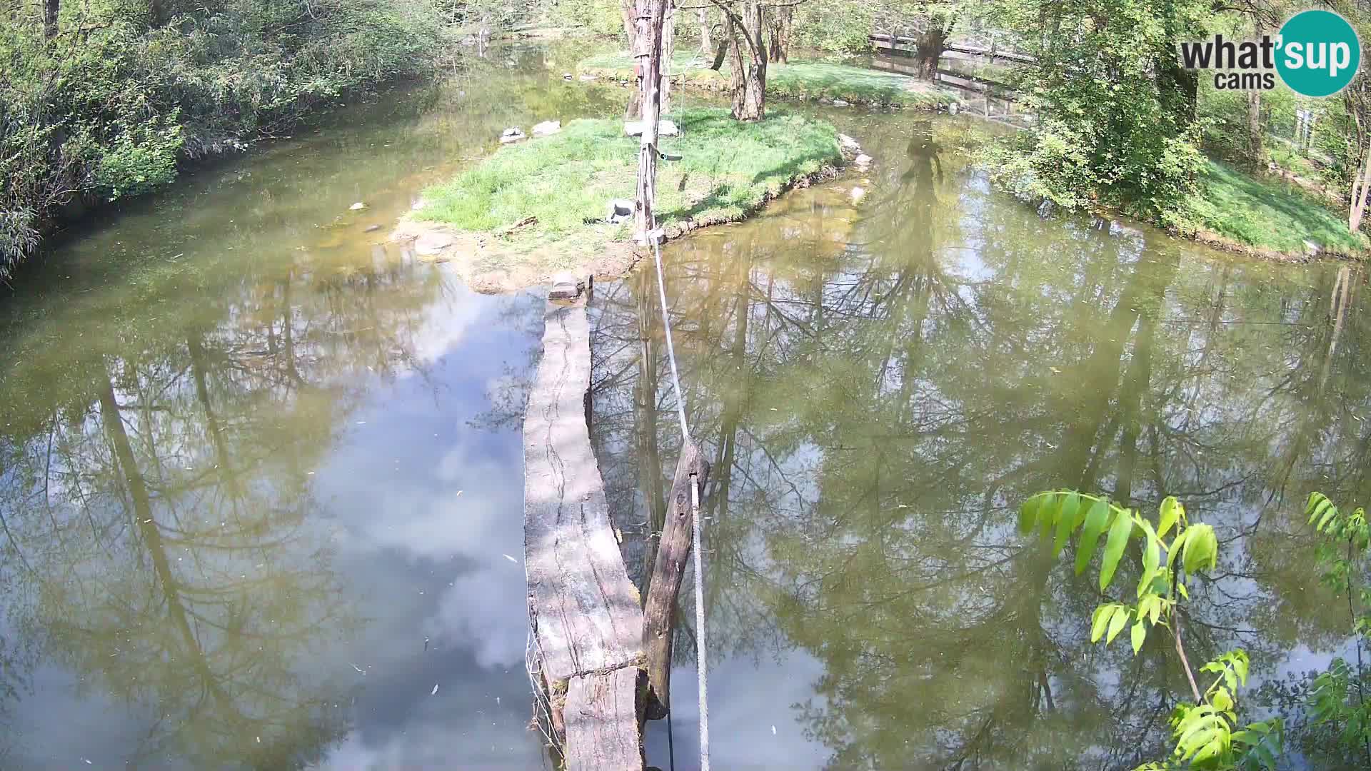 Vari noir et blanc – Ljubljana ZOO  livecam