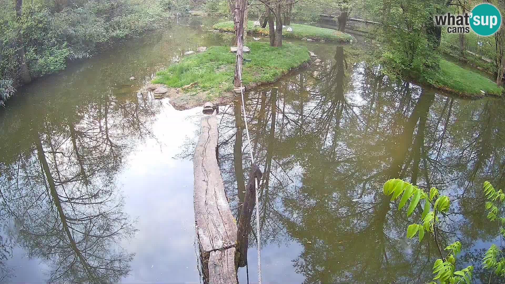 Lémur rufo blanco y negro – Ljubljana Zoo en vivo