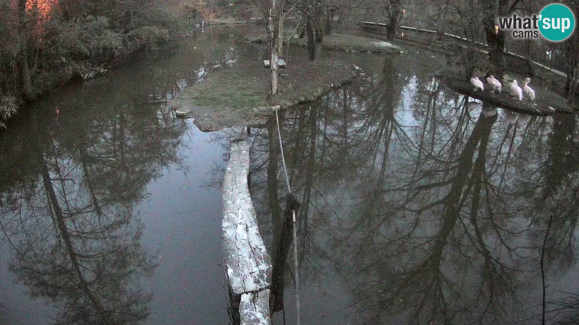 Vari bianconero Zoo Ljubljana webcam