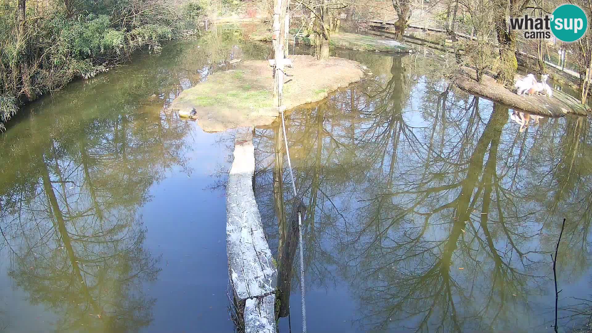 Navadni vari u živo – Ljubljana zoo