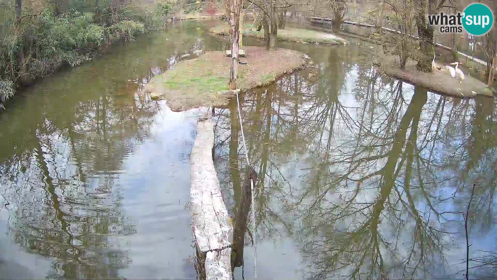 Lémur rufo blanco y negro – Ljubljana Zoo en vivo
