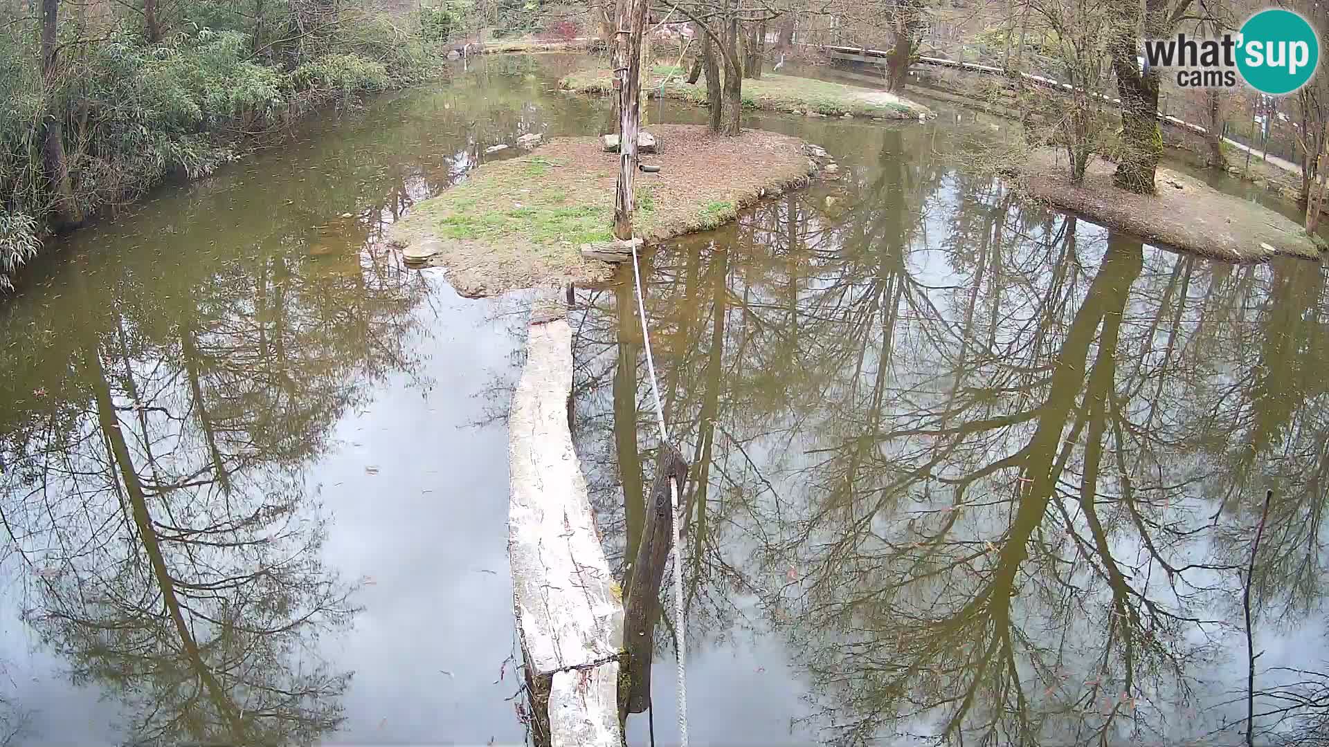 Vari bianconero Zoo Ljubljana webcam