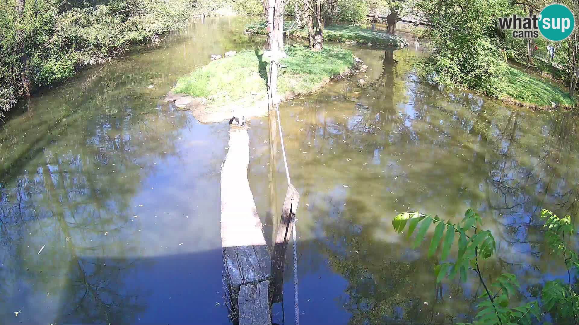 Vari noir et blanc – Ljubljana ZOO  livecam