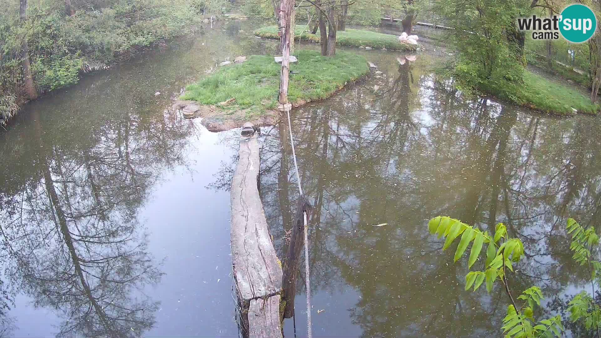 Lémur rufo blanco y negro – Ljubljana Zoo en vivo