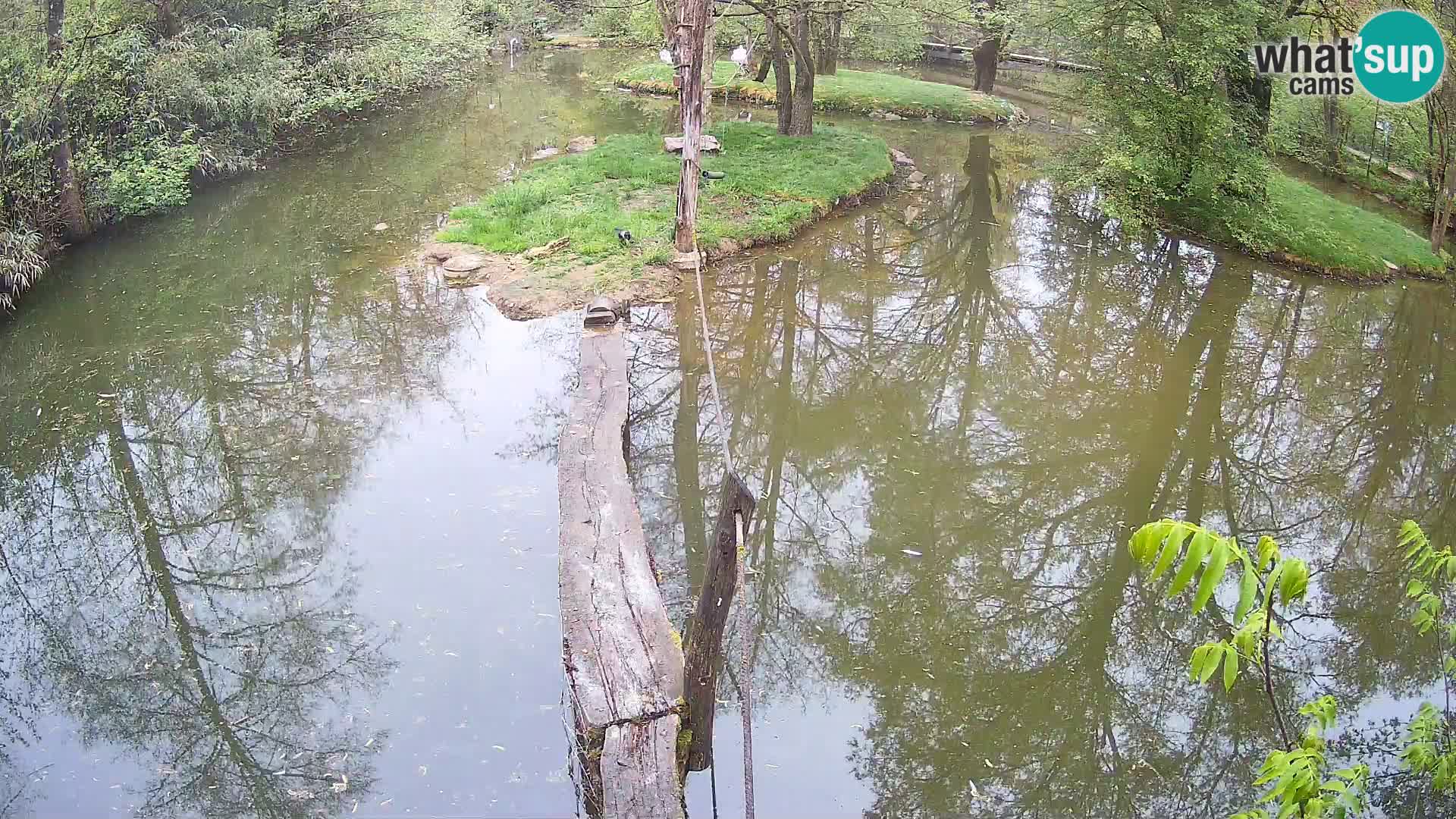 Navadni vari u živo – Ljubljana zoo