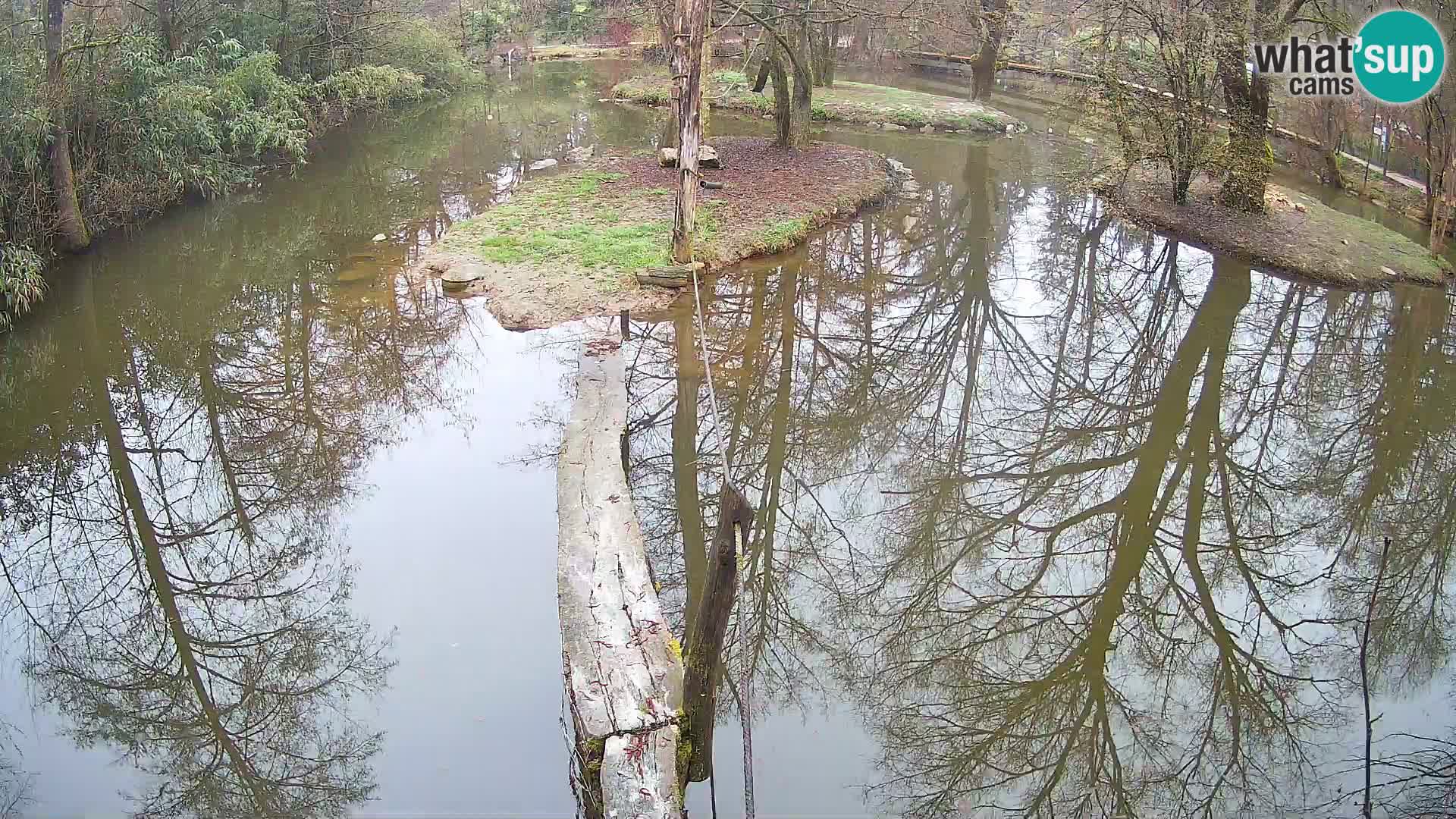 Black and white ruffed lemur Ljubljana Zoo live cam