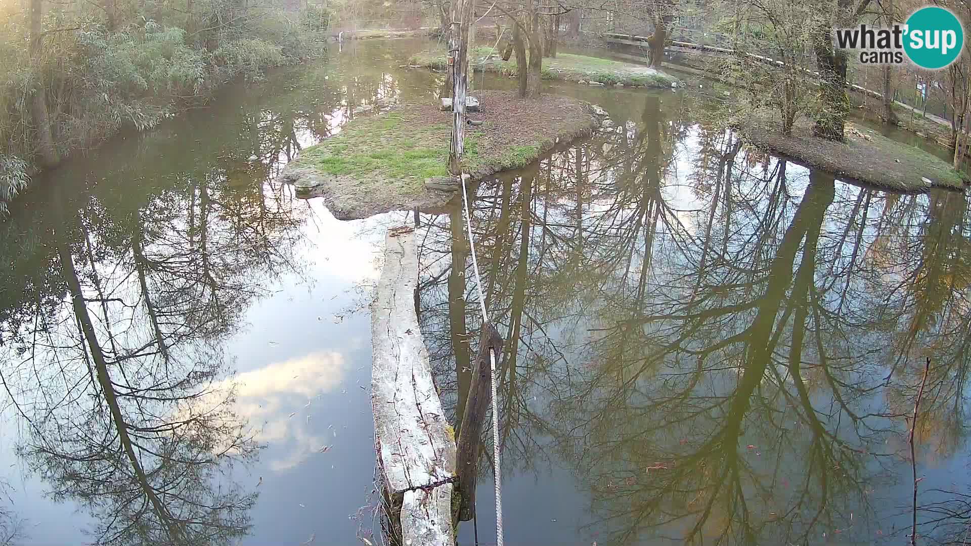 Vari bianconero Zoo Ljubljana webcam
