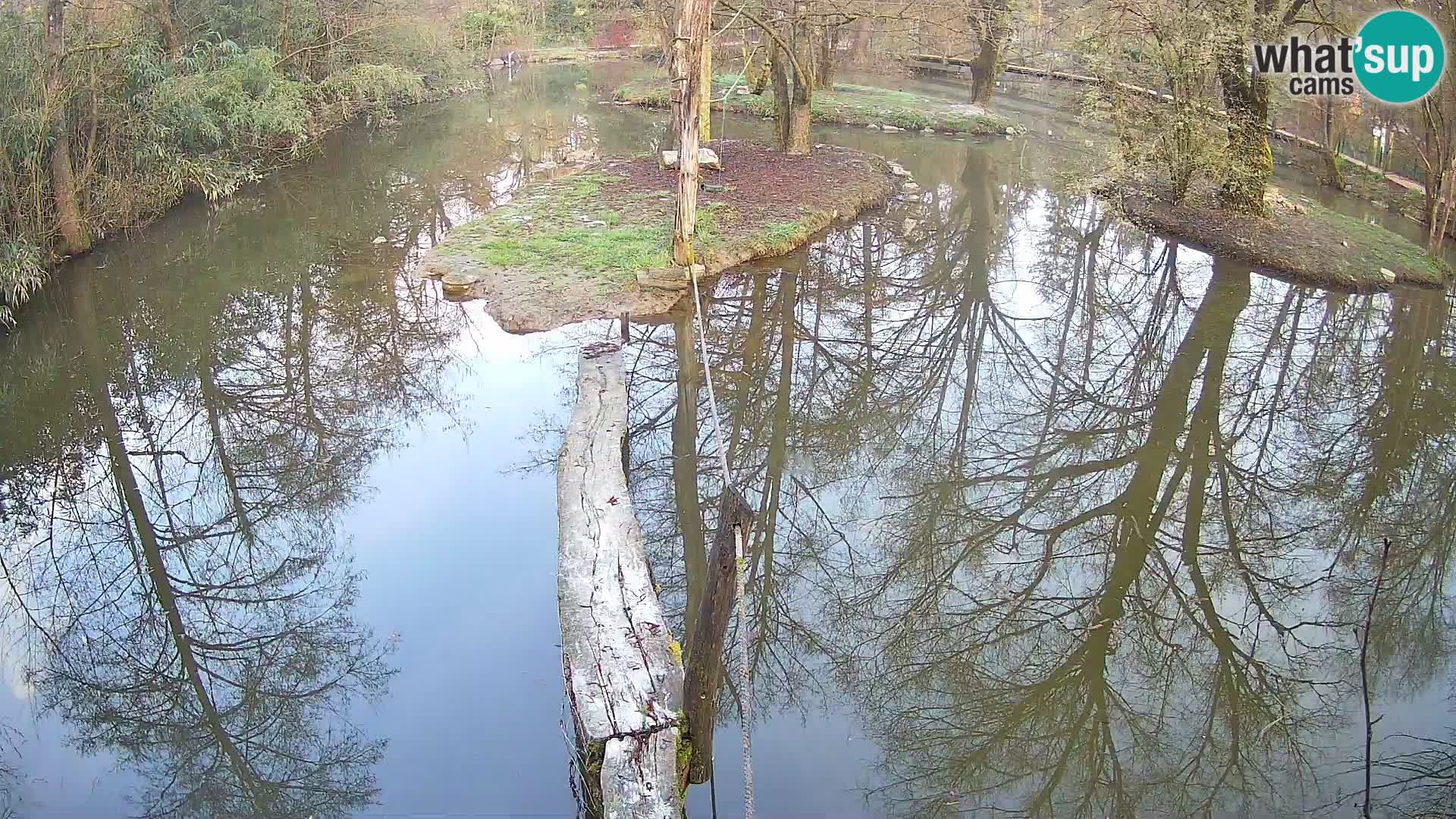 Black and white ruffed lemur Ljubljana Zoo live cam