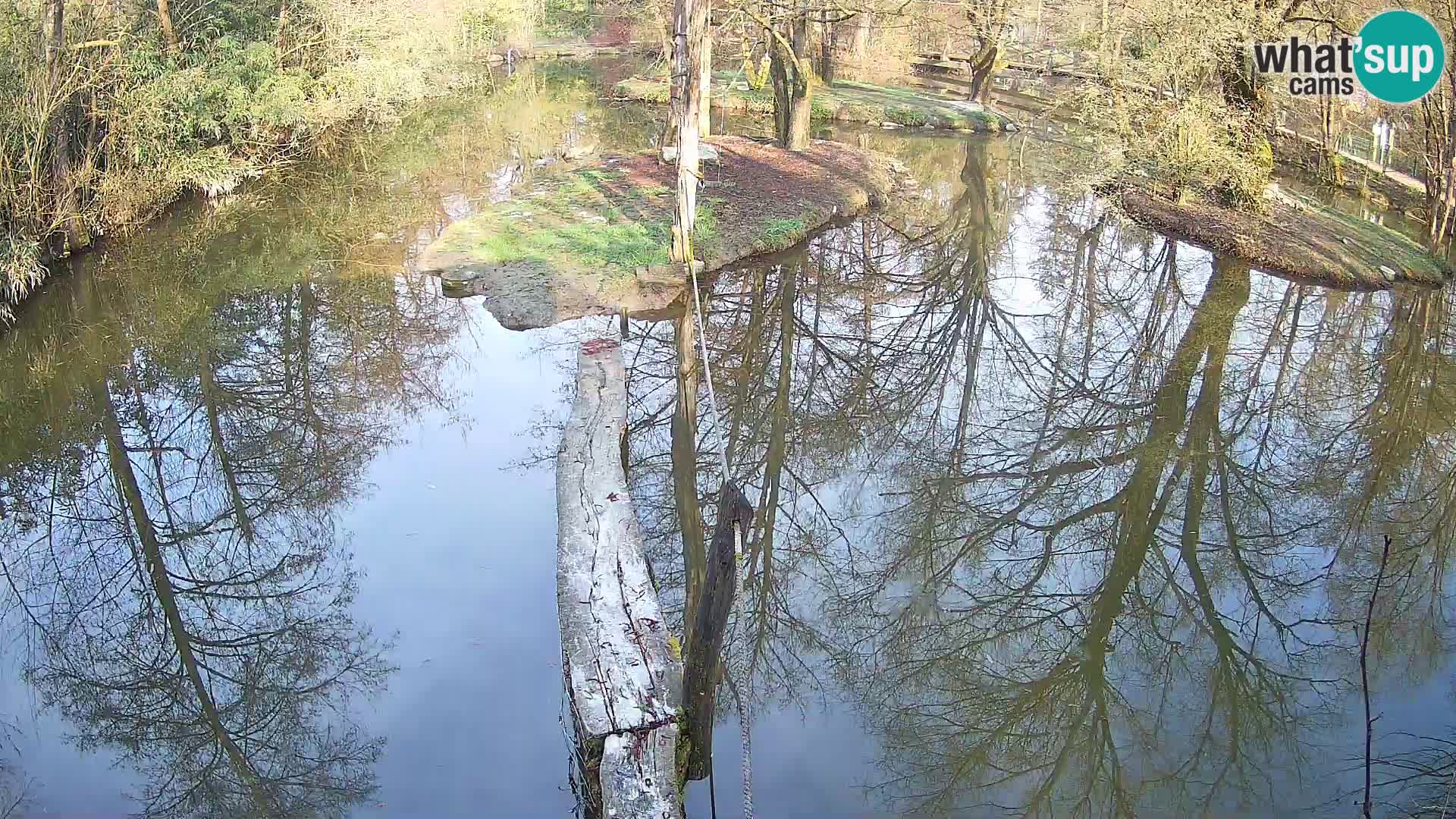 Black and white ruffed lemur Ljubljana Zoo live cam