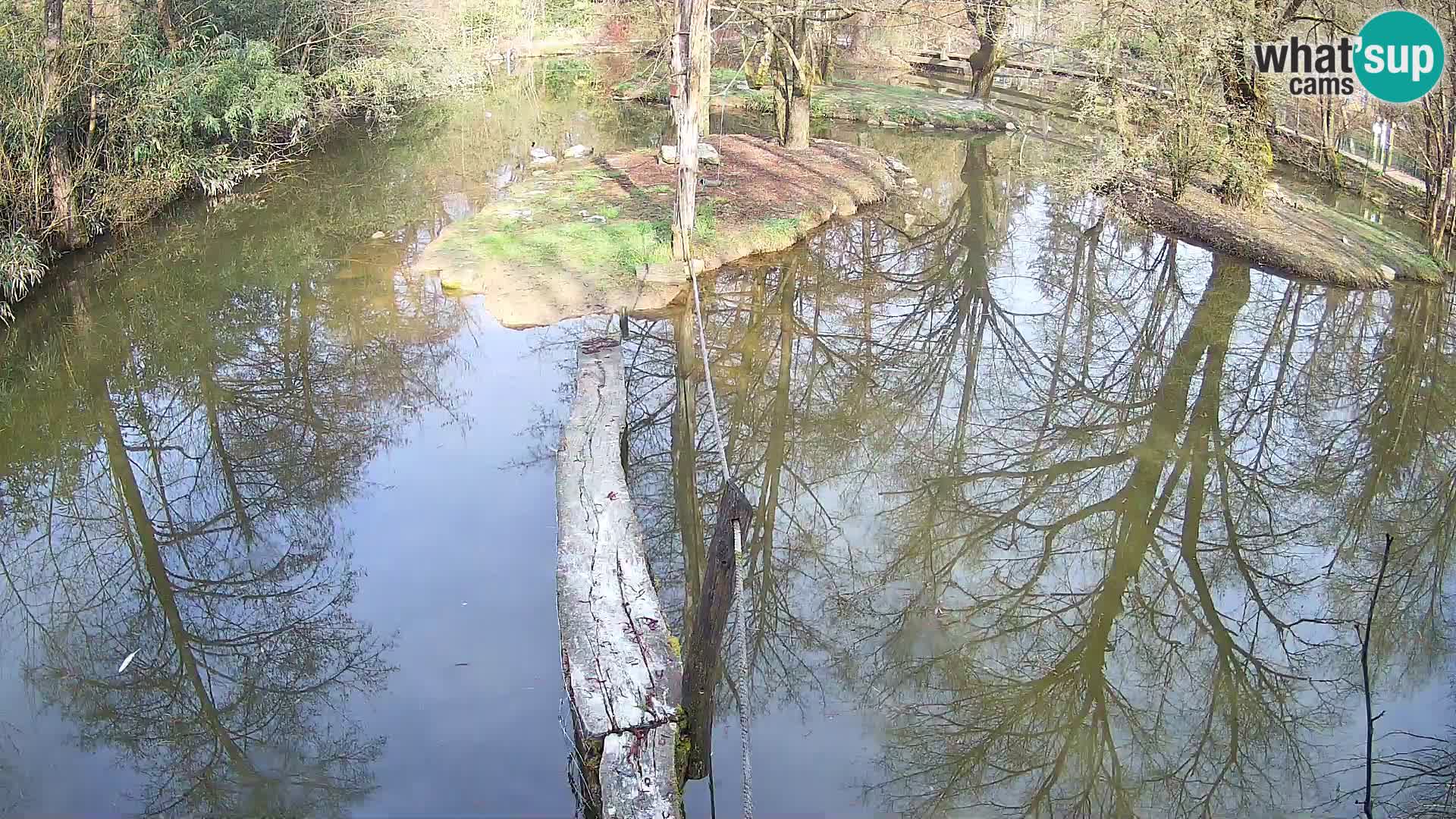 Navadni vari v živo – Ljubljana živalski vrt