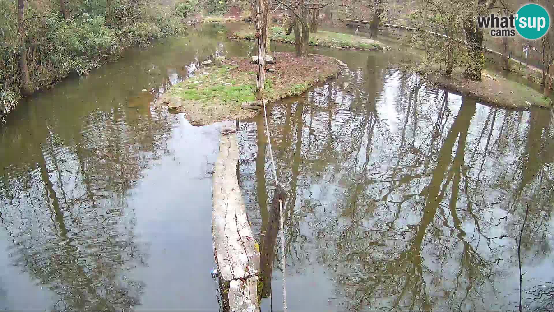 Navadni vari u živo – Ljubljana zoo