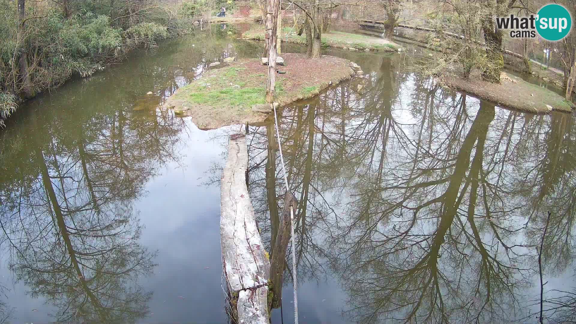 Navadni vari v živo – Ljubljana živalski vrt