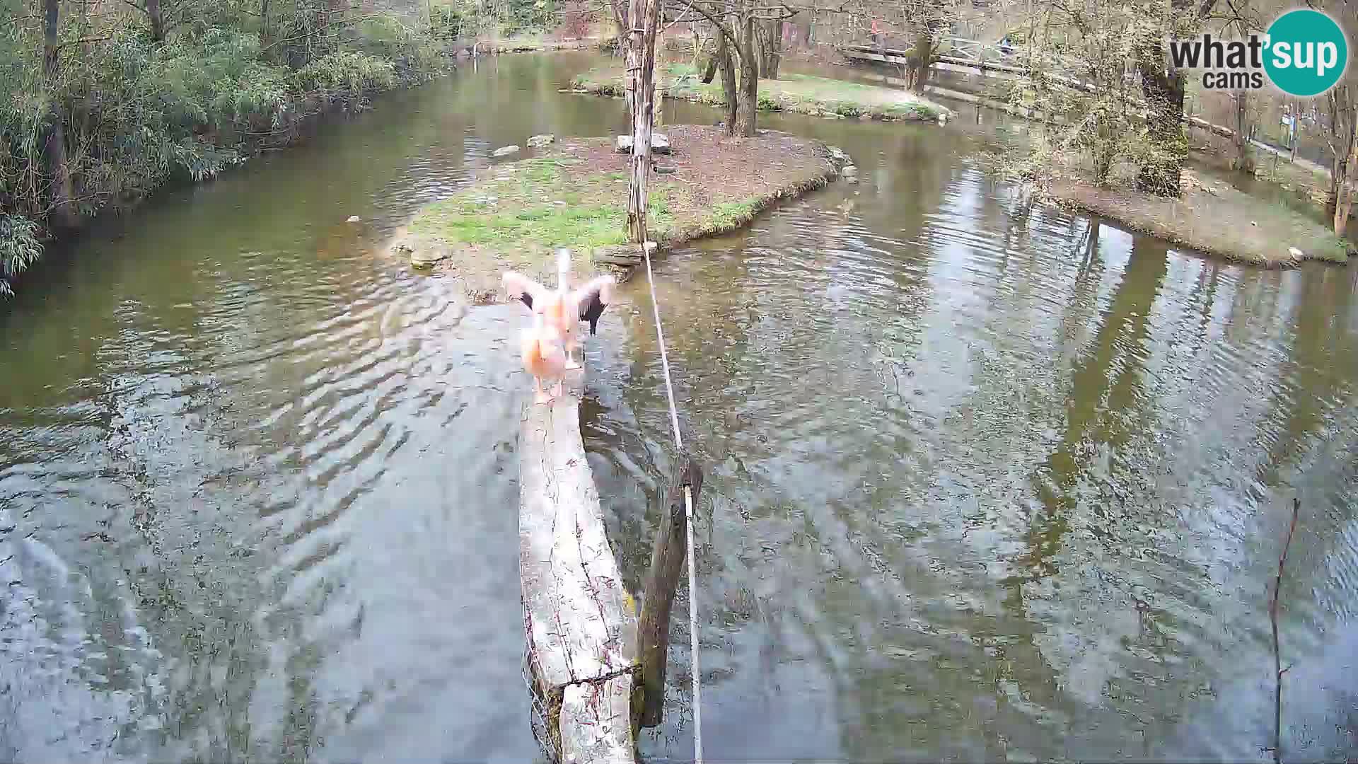 Vari noir et blanc – Ljubljana ZOO  livecam