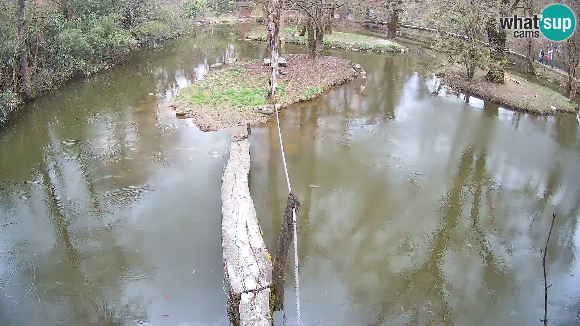 Black and white ruffed lemur Ljubljana Zoo live cam