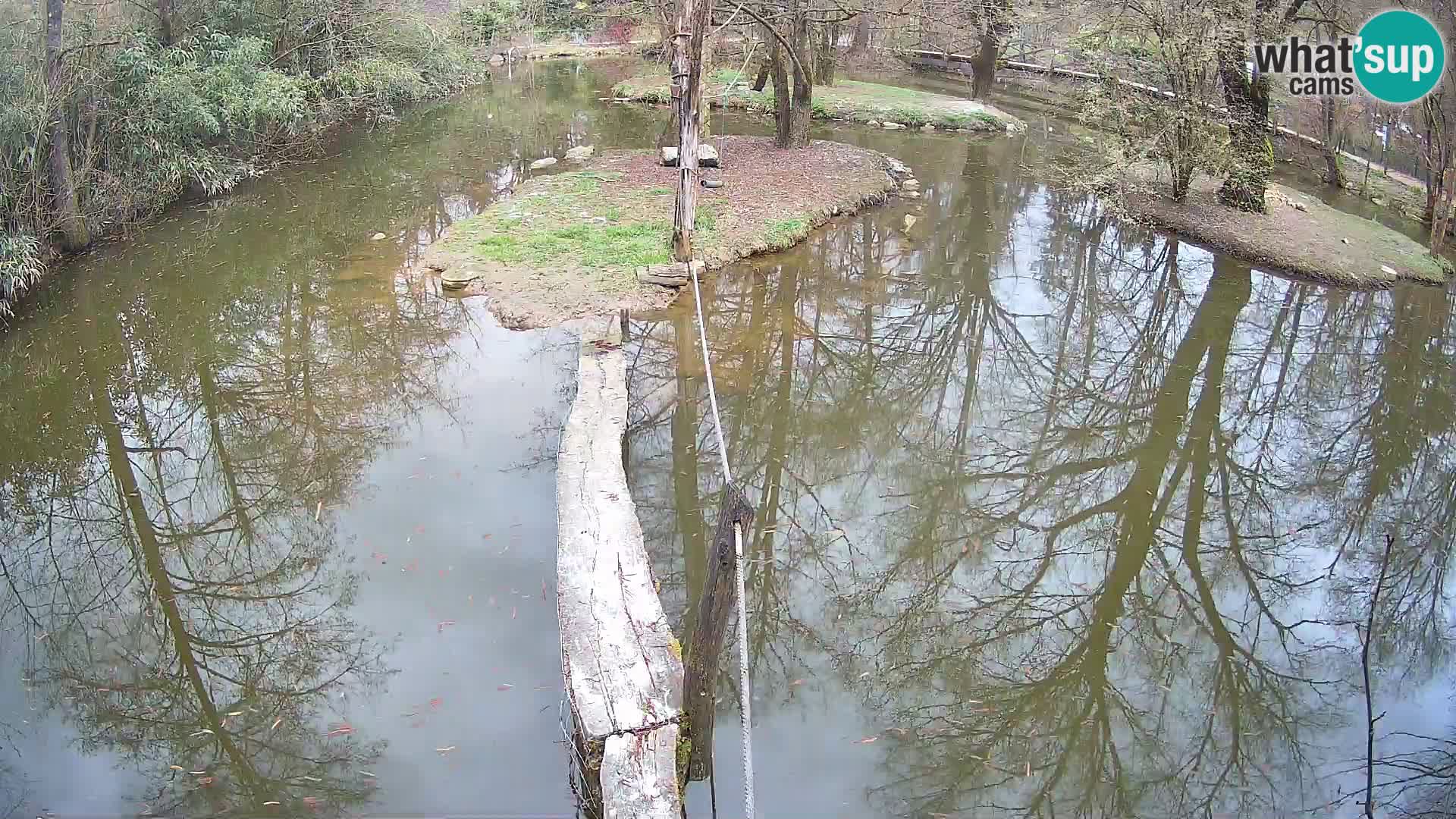 Black and white ruffed lemur Ljubljana Zoo live cam