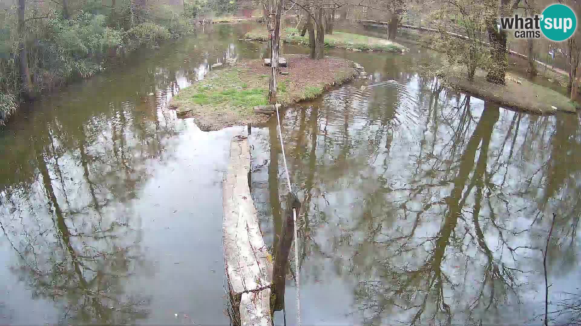 Black and white ruffed lemur Ljubljana Zoo live cam