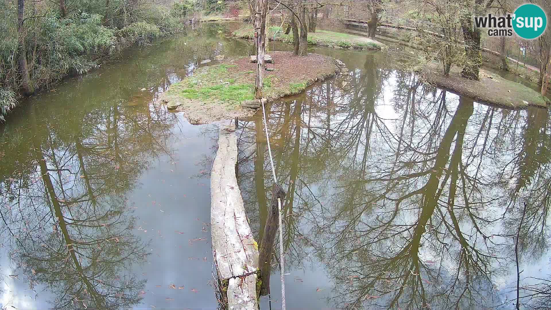 Lémur rufo blanco y negro – Ljubljana Zoo en vivo