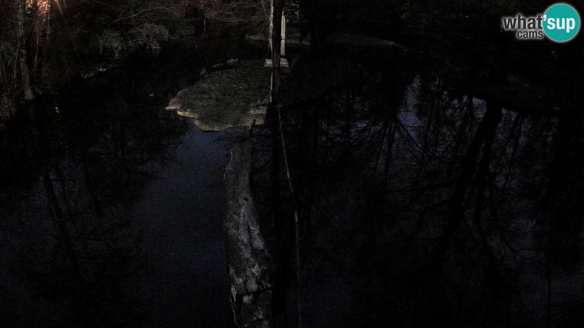 Vari bianconero Zoo Ljubljana webcam