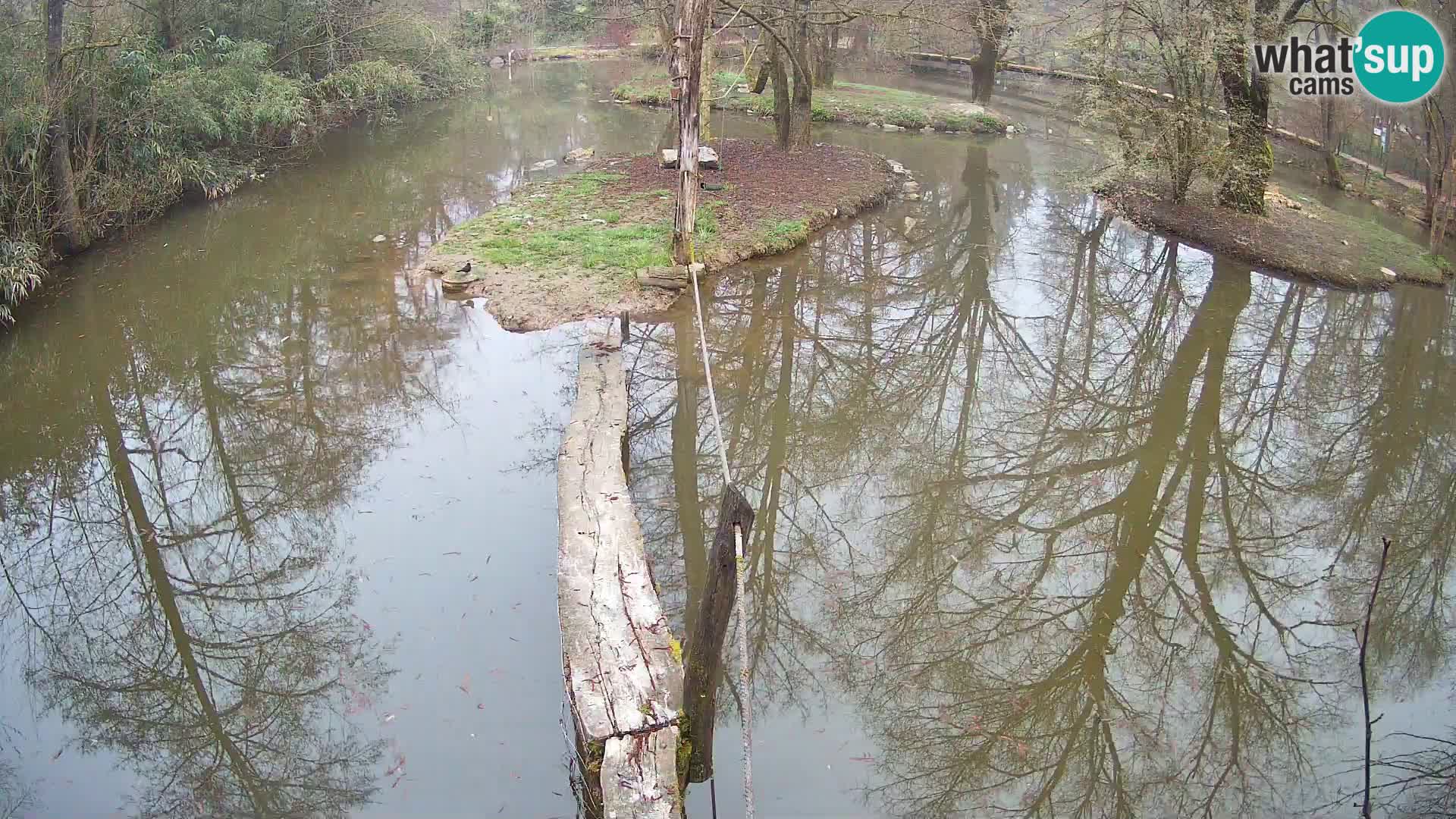 Black and white ruffed lemur Ljubljana Zoo live cam