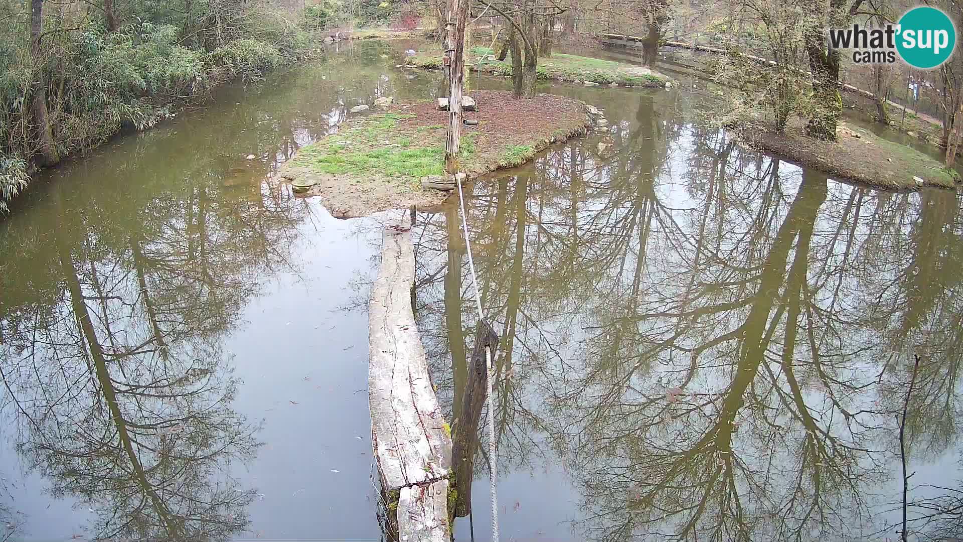 Black and white ruffed lemur Ljubljana Zoo live cam