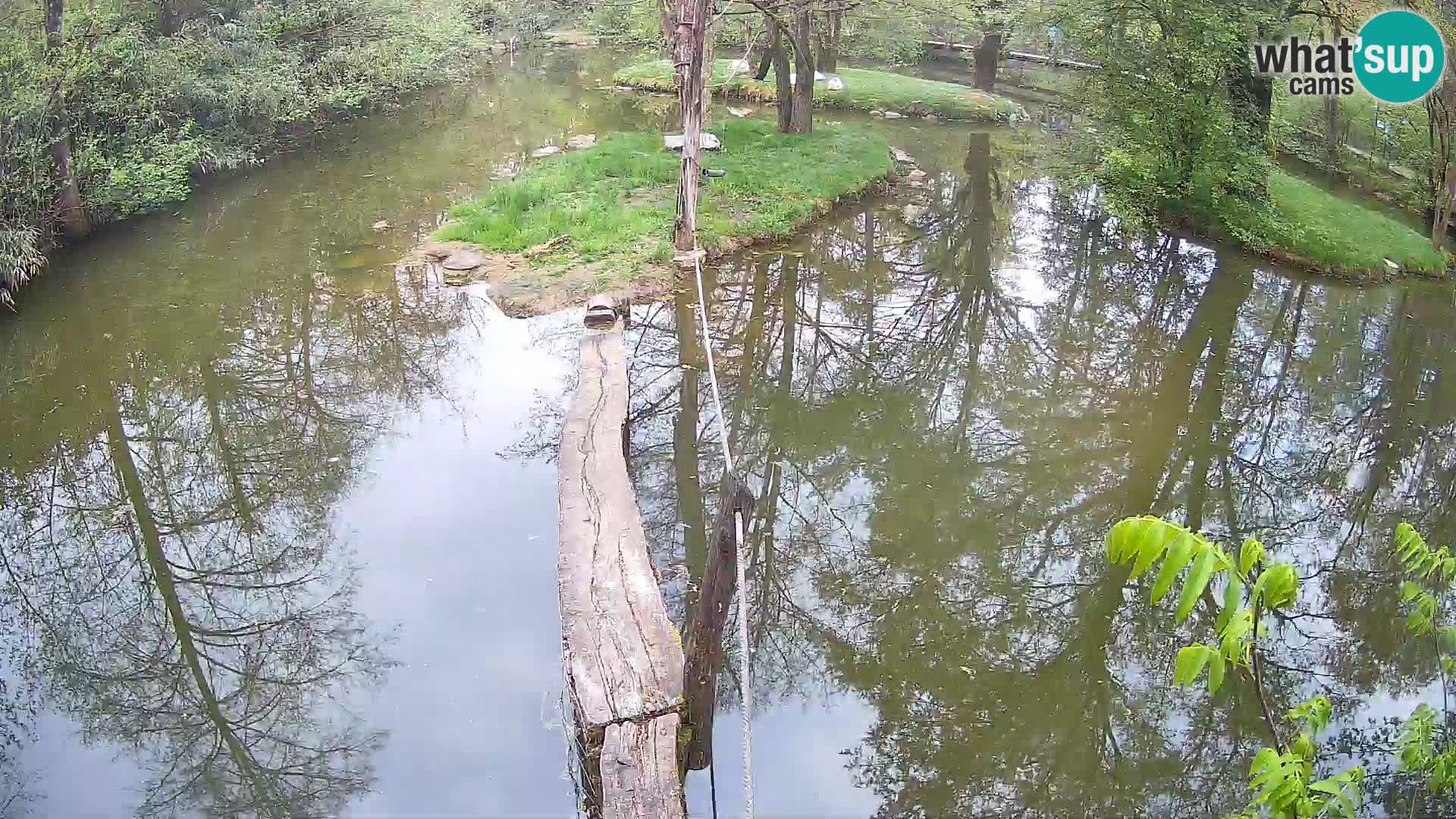Vari bianconero Zoo Ljubljana webcam
