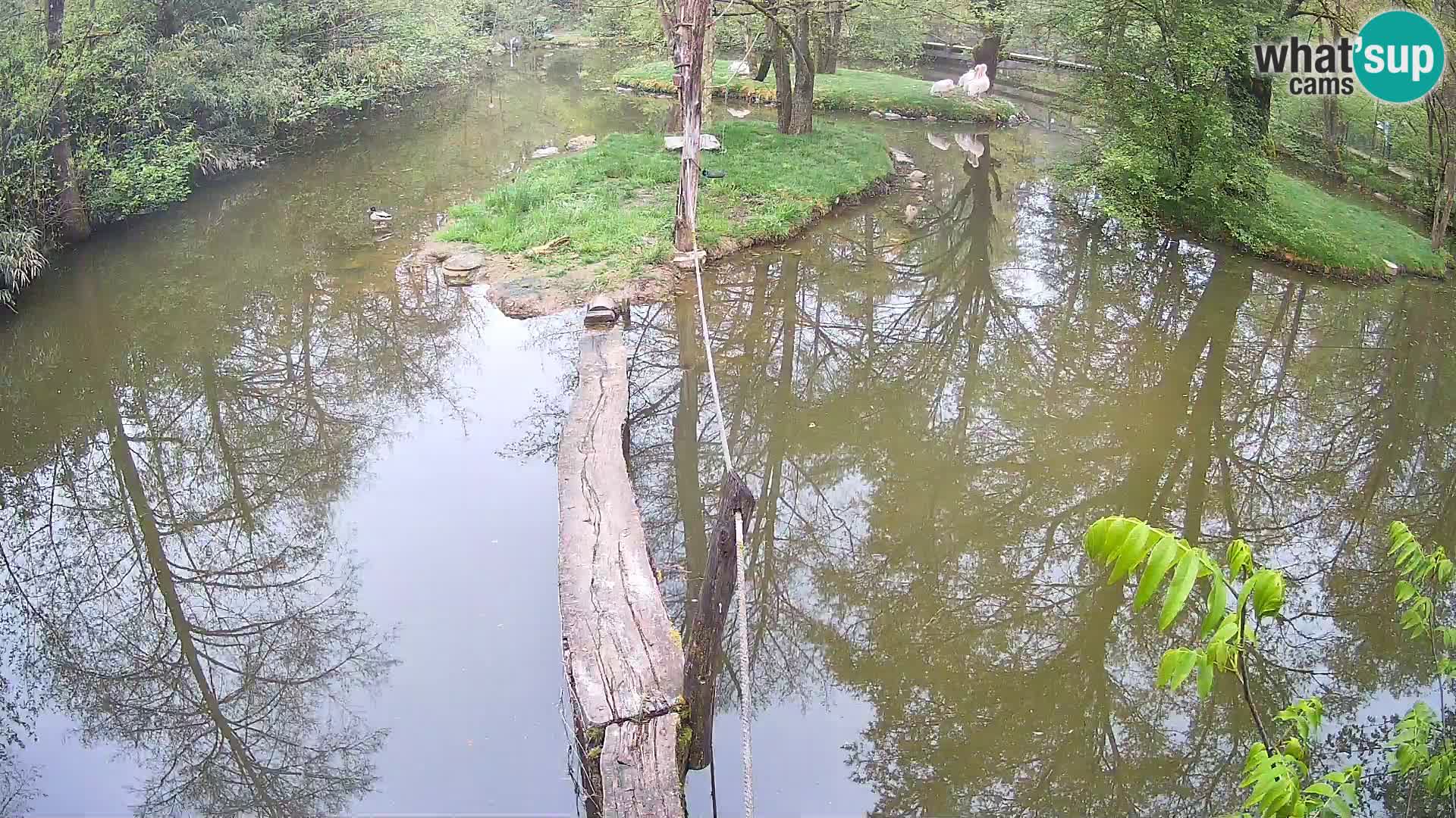 Schwarzweiße Vari Zoo Ljubljana webcam
