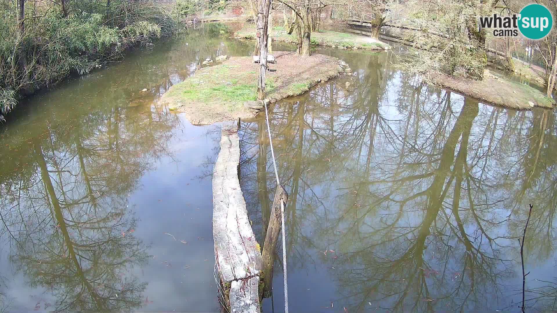 Black and white ruffed lemur Ljubljana Zoo live cam