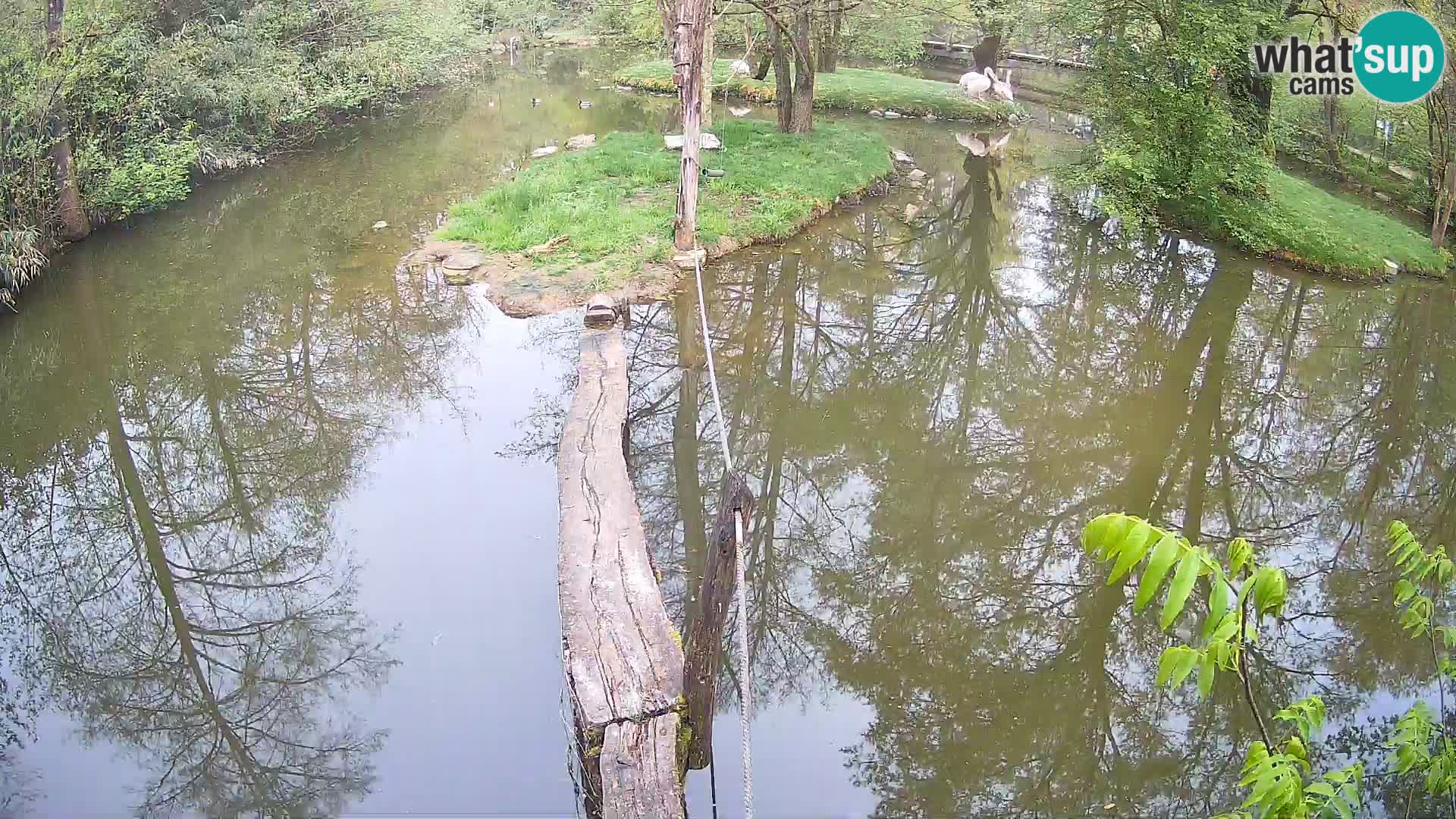 Vari noir et blanc – Ljubljana ZOO  livecam
