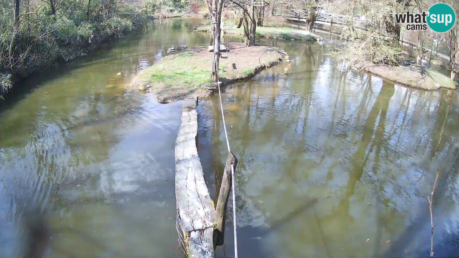 Lémur rufo blanco y negro – Ljubljana Zoo en vivo