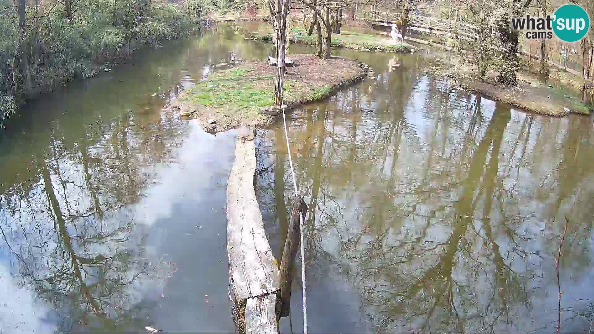 Black and white ruffed lemur Ljubljana Zoo live cam