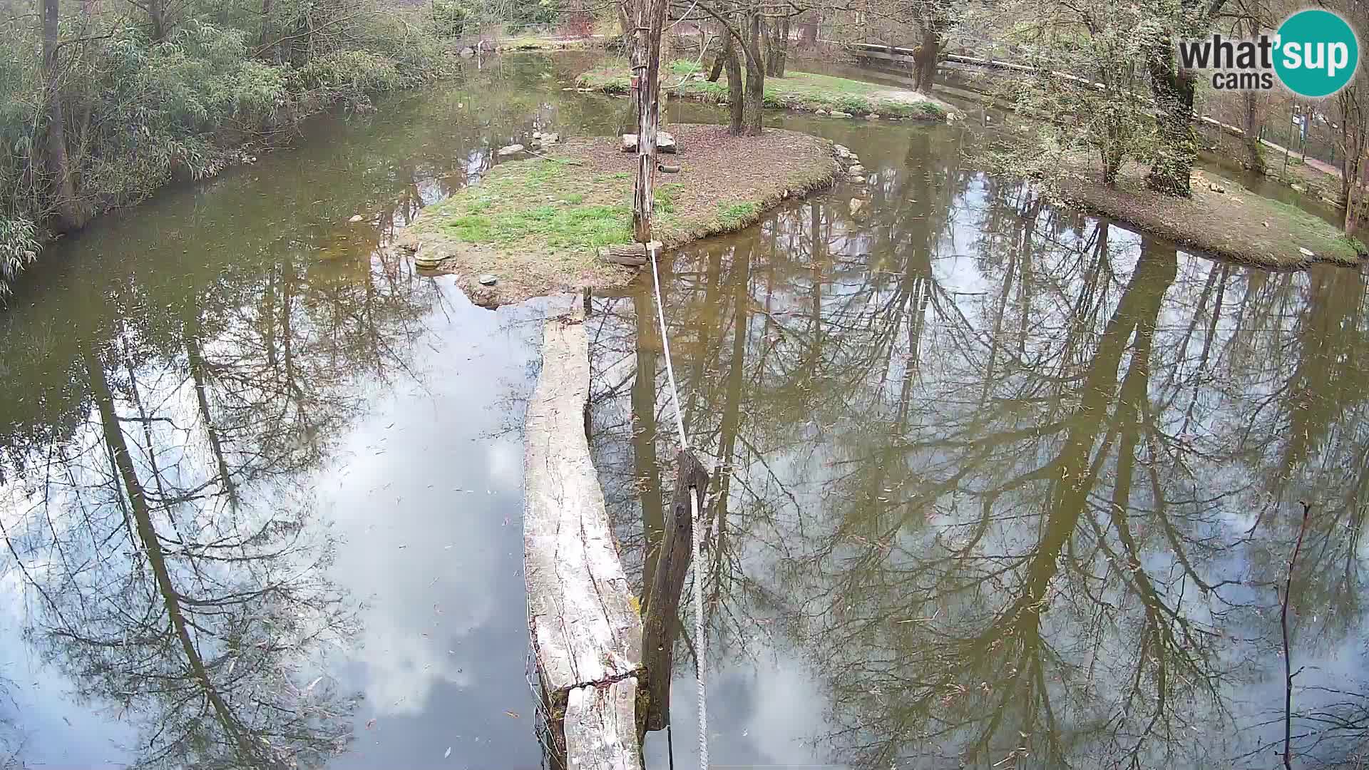 Vari noir et blanc – Ljubljana ZOO  livecam
