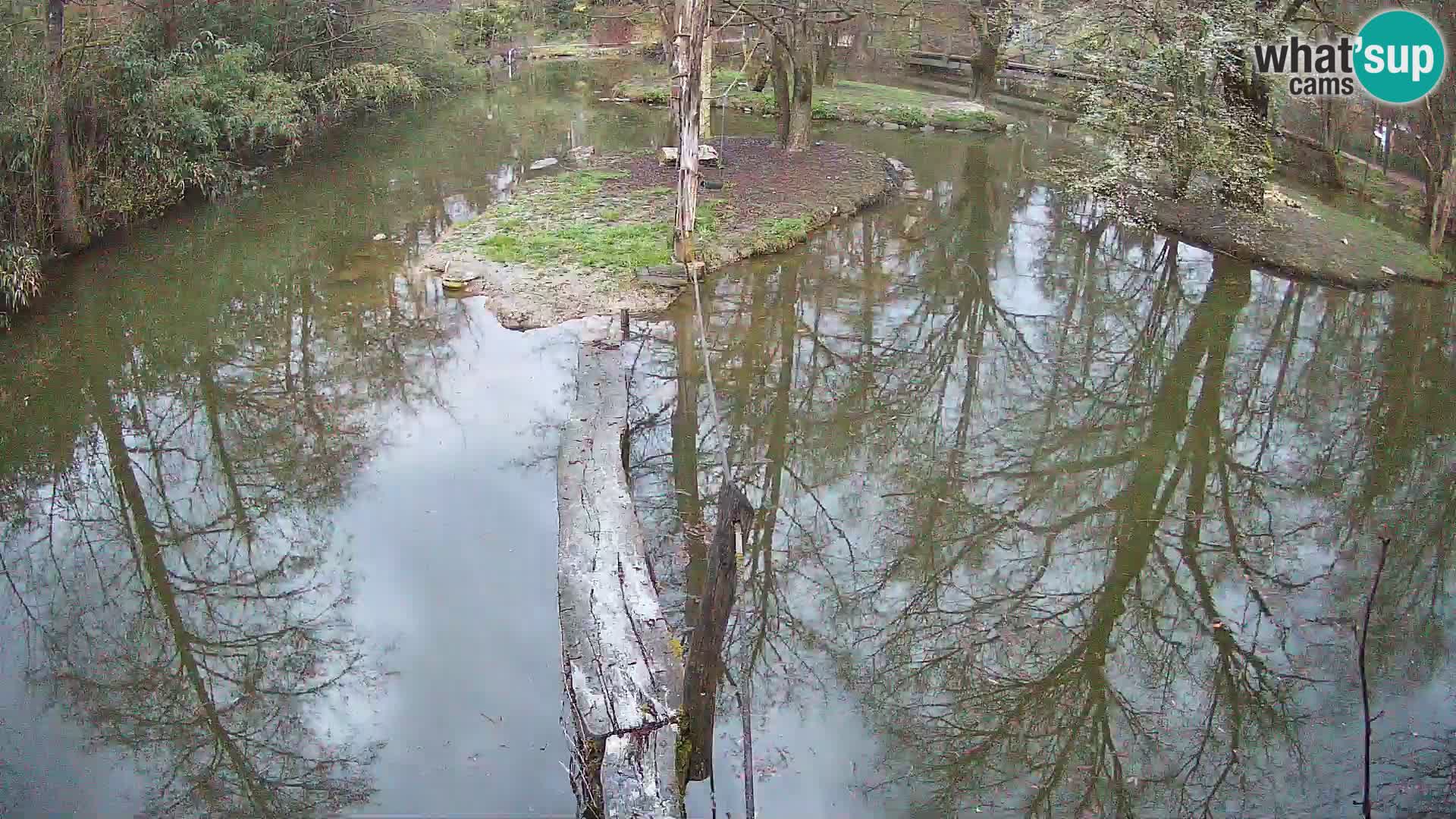 Vari noir et blanc – Ljubljana ZOO livecam