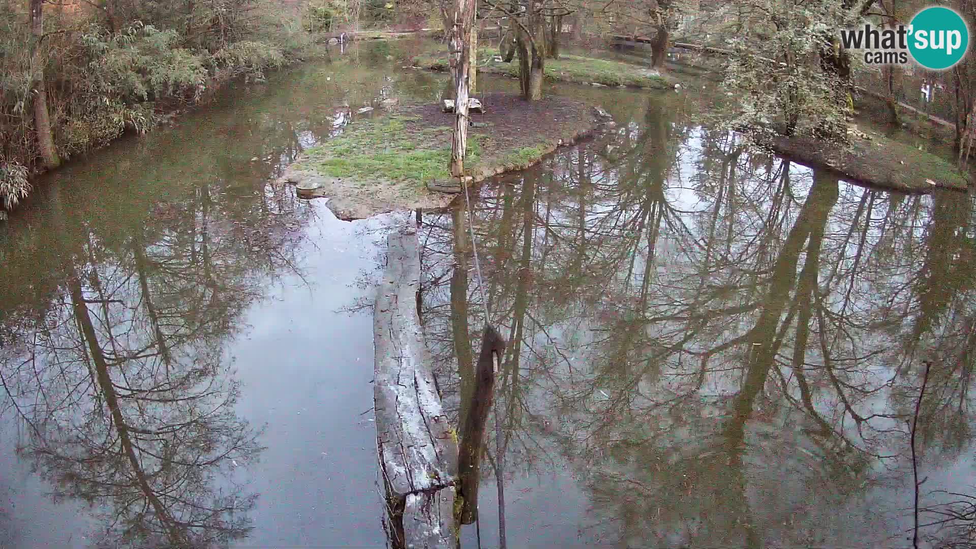 Black and white ruffed lemur Ljubljana Zoo live cam