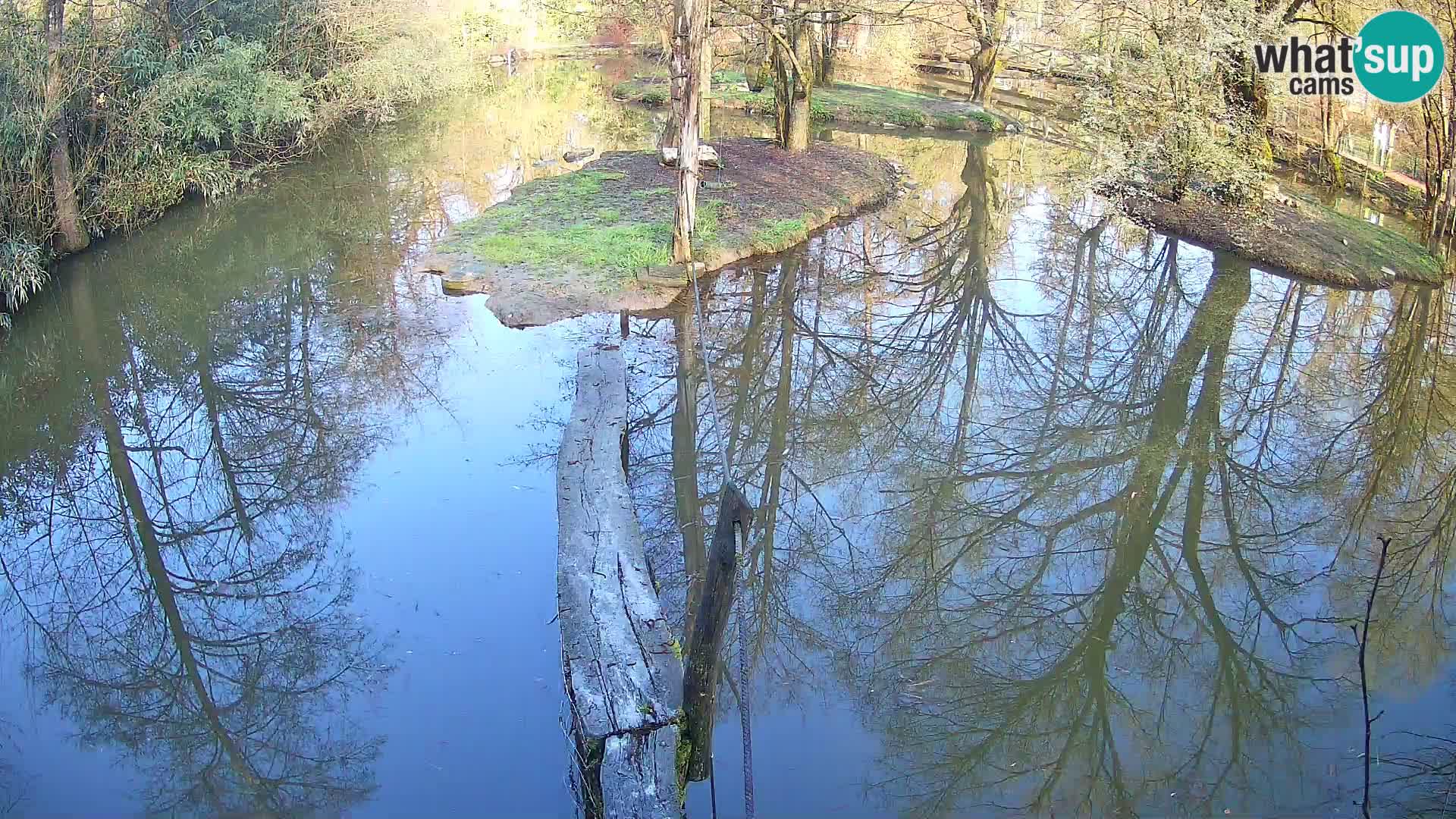 Black and white ruffed lemur Ljubljana Zoo live cam