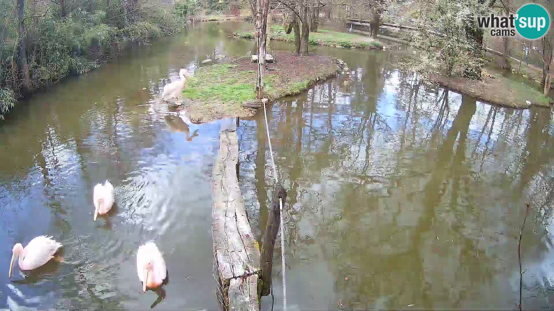 Navadni vari v živo – Ljubljana živalski vrt