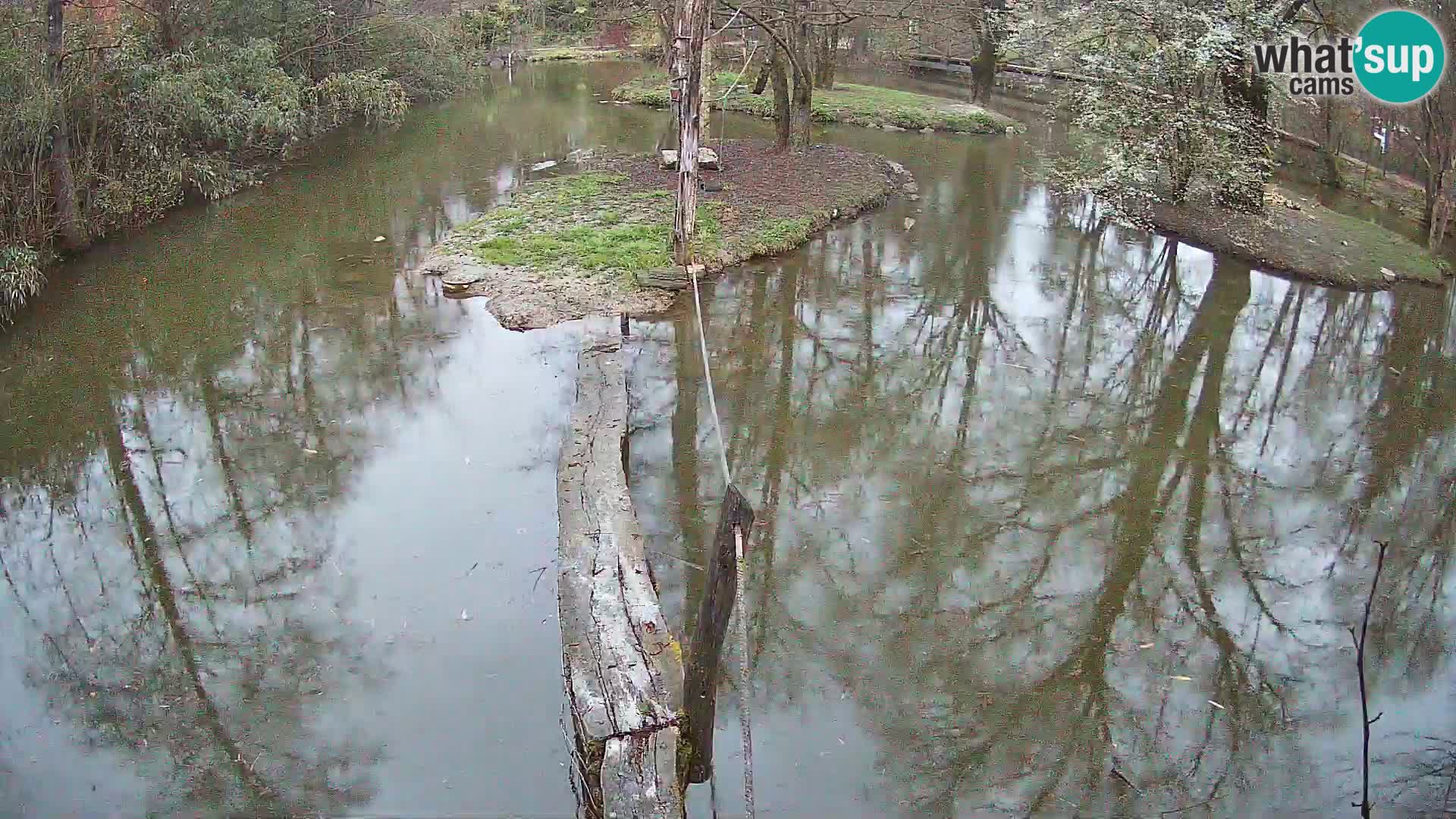 Black and white ruffed lemur Ljubljana Zoo live cam