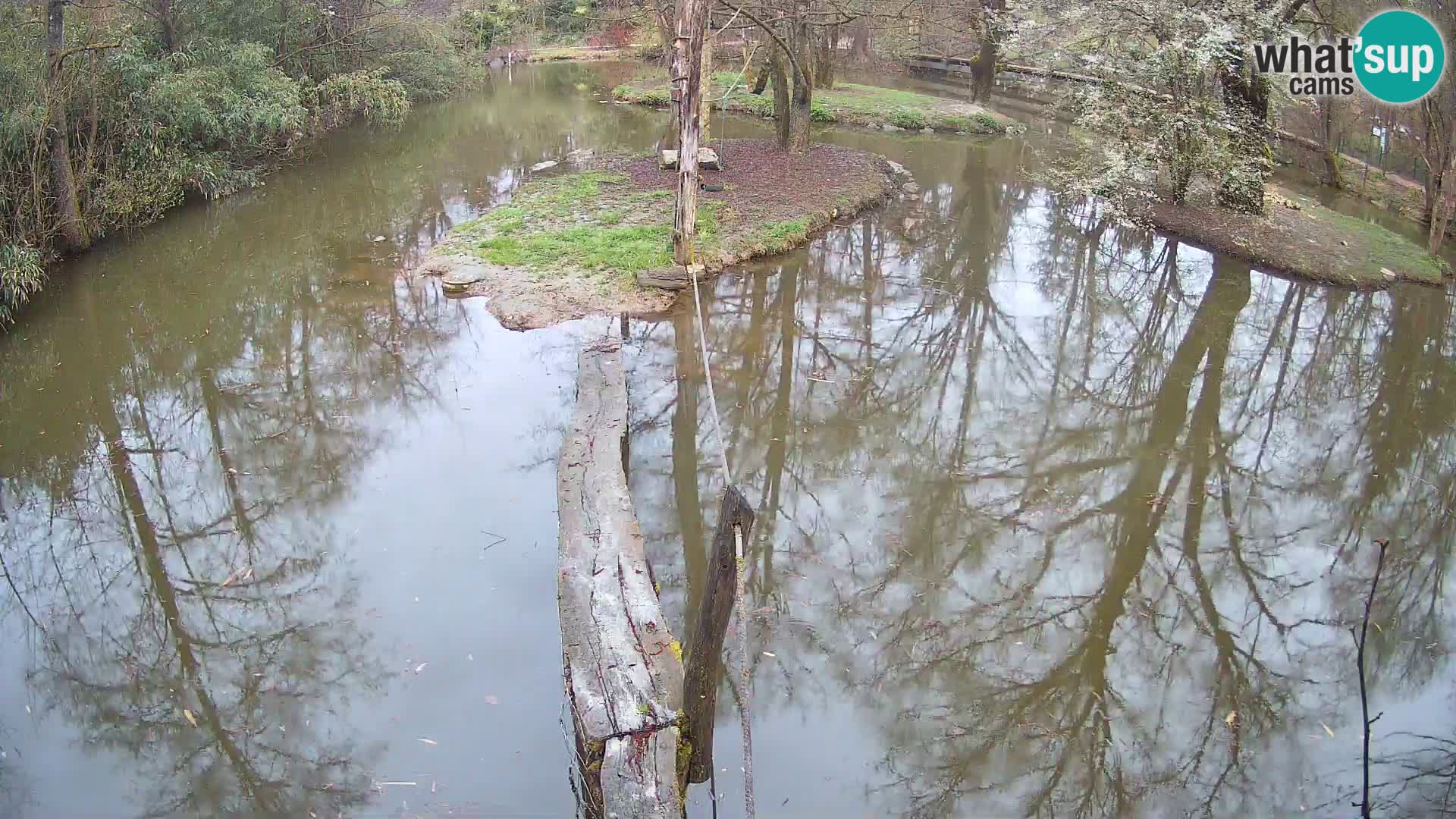 Black and white ruffed lemur Ljubljana Zoo live cam