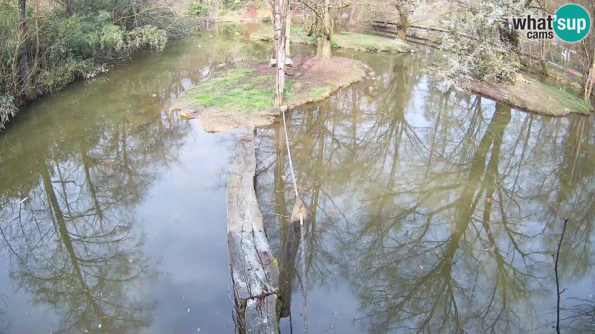 Black and white ruffed lemur Ljubljana Zoo live cam