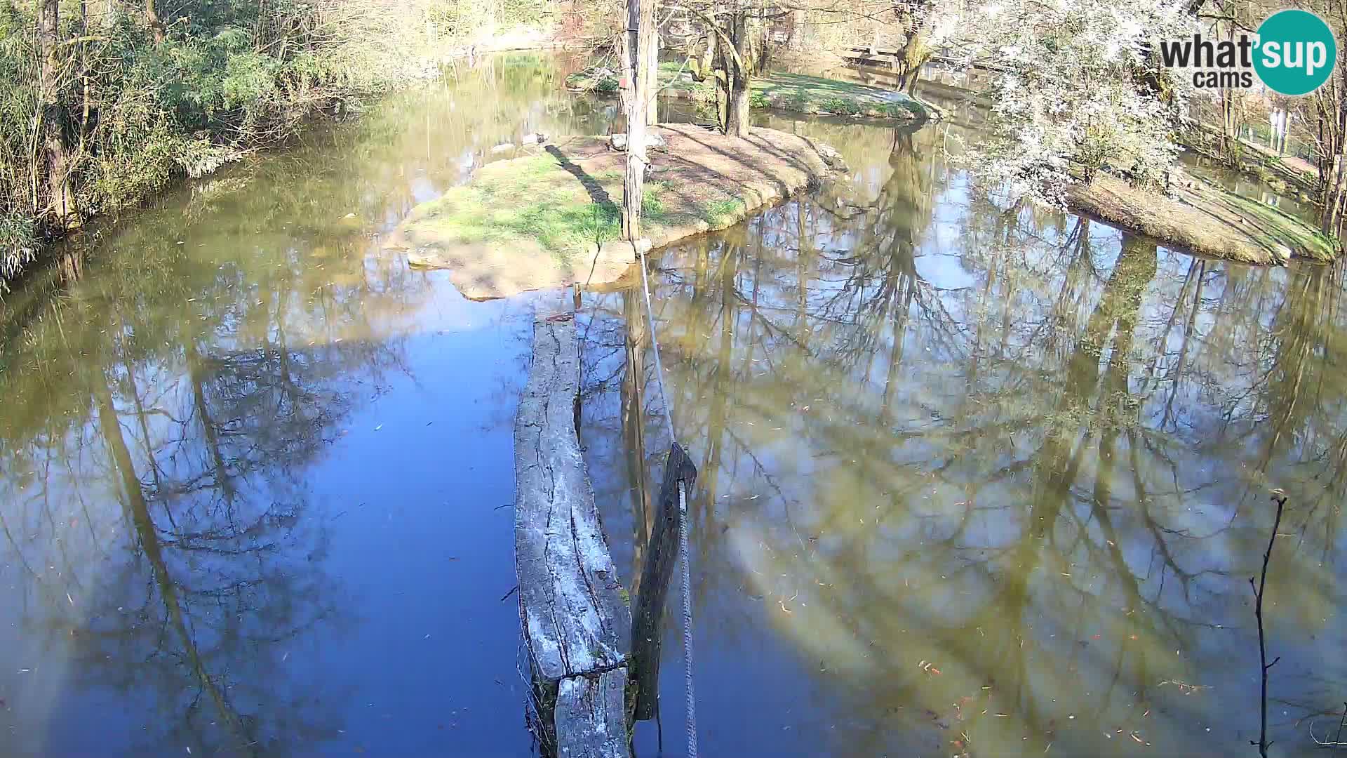 Vari bianconero Zoo Ljubljana webcam