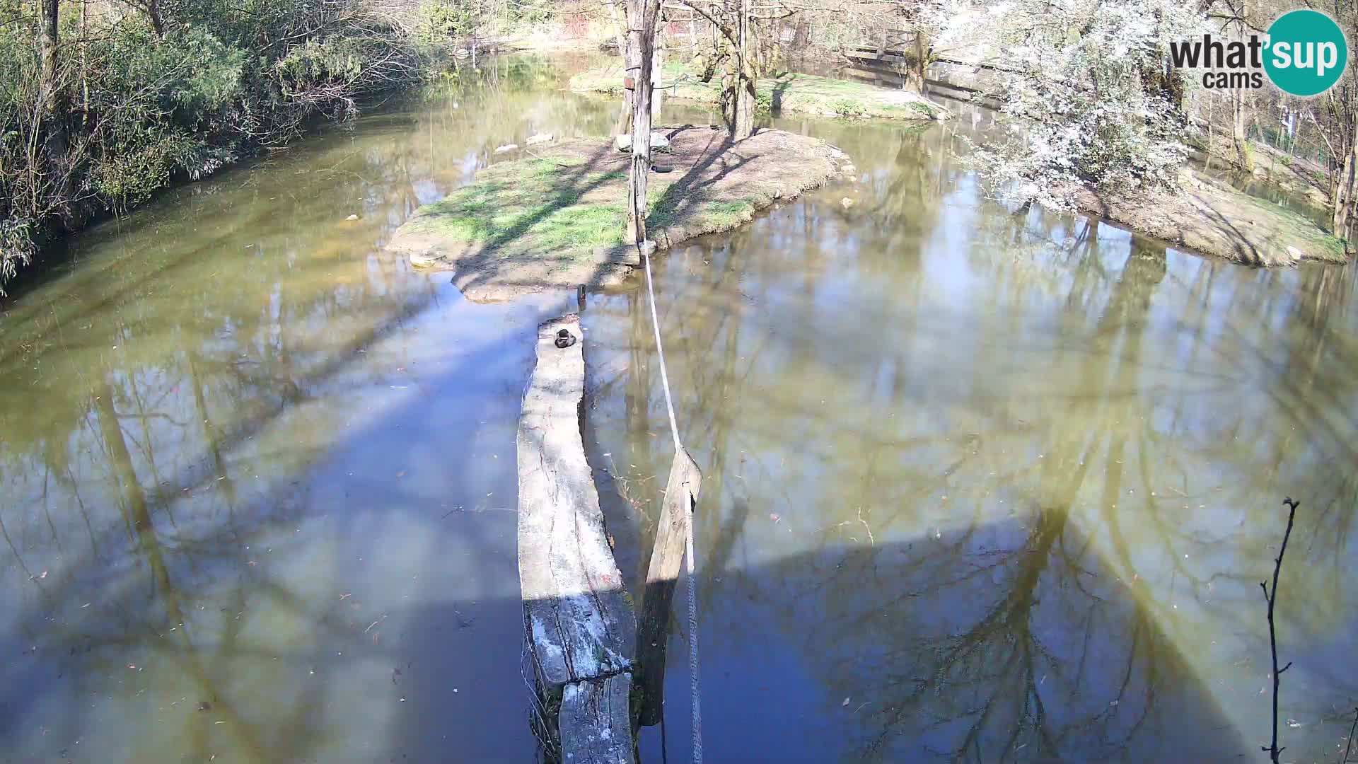 Vari noir et blanc – Ljubljana ZOO  livecam